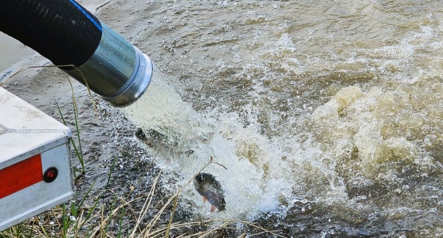 U.S. Fish and Wildlife Service (USFWS) employees stock rainbow trout April 23, 2025, in Suukjak Sep Lake on North Post at Fort McCoy, Wis. Approximately 15,000 rainbow trout were stocked at several lakes and ponds at Fort McCoy by the USFWS Genoa...