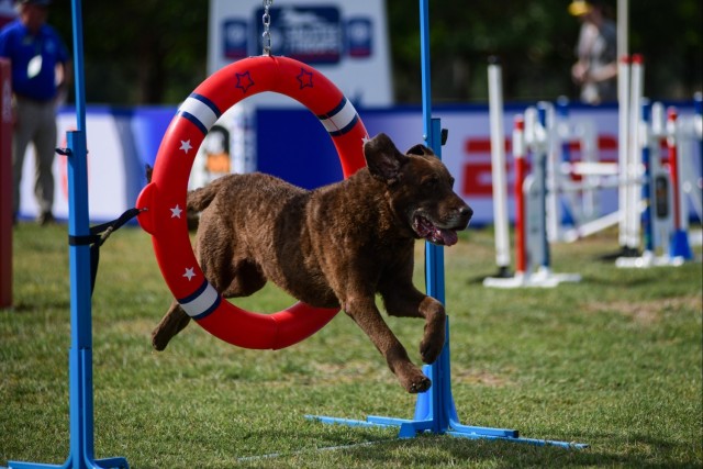 Paws, pride & patriotism: Fort Stewart, Hunter hosts AKC competition for Army 250