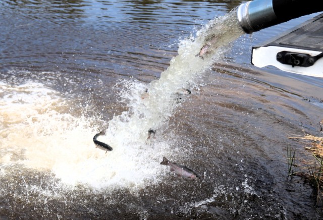 U.S. Fish and Wildlife Service (USFWS) employees stock rainbow trout April 23, 2025, in Suukjak Sep Lake on North Post at Fort McCoy, Wis. Approximately 15,000 rainbow trout were stocked at several lakes and ponds at Fort McCoy by the USFWS Genoa...