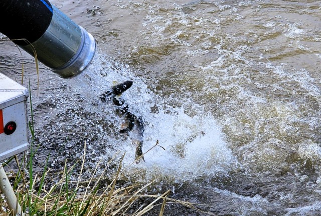 U.S. Fish and Wildlife Service (USFWS) employees stock rainbow trout April 23, 2025, in Suukjak Sep Lake on North Post at Fort McCoy, Wis. Approximately 15,000 rainbow trout were stocked at several lakes and ponds at Fort McCoy by the USFWS Genoa...