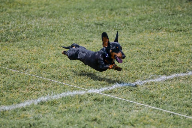 Paws, pride & patriotism: Fort Stewart, Hunter hosts AKC competition for Army 250