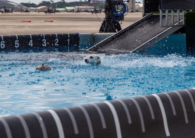 Paws, pride & patriotism: Fort Stewart, Hunter hosts AKC competition for Army 250
