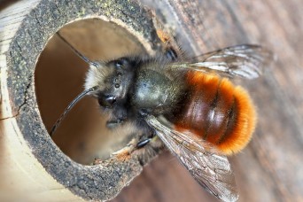 USAG Ansbach: Understanding pollinators