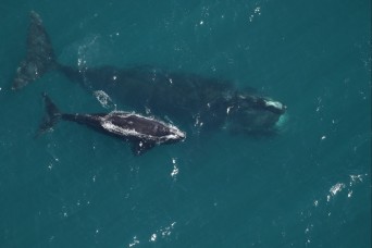 Right Whales Survive against all odds