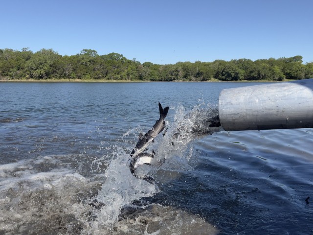 Fish slide out of tube with water into a large body of water.