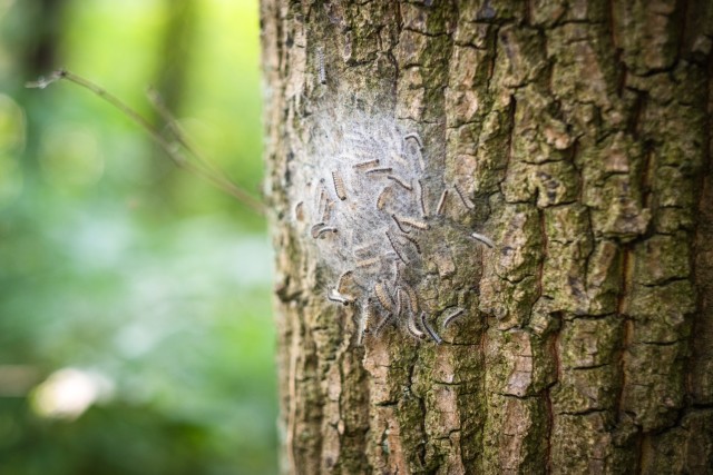 The caterpillars of the oak processionary moths are a pest that poses a significant threat to humans, animals and oak trees. At USAG Ansbach a total of 450 oaks can be found across the installations.