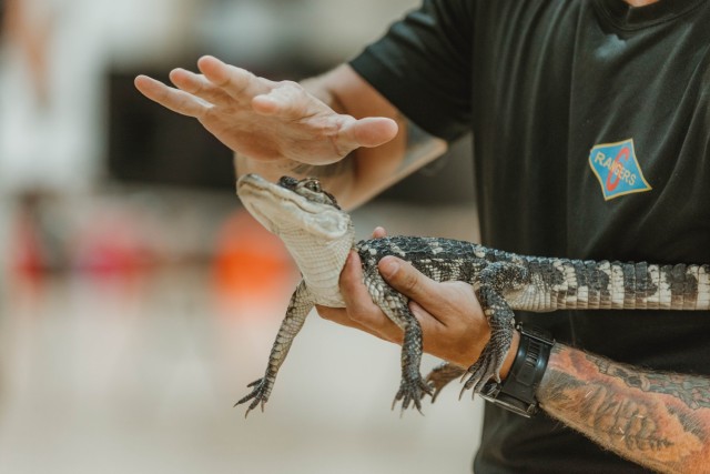 A Ranger instructor with the 6th Ranger Training Battalion, Airborne and Ranger Training Brigade, holds an alligator in a reptile demonstration to the public during the 5th Ranger Training Battalion’s open house event April 26, 2025, at Camp...