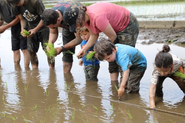 Rice-planting event near Camp Zama forges bond with neighboring community