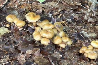 Fort Drum Safety Office cautions against picking wild mushrooms on post