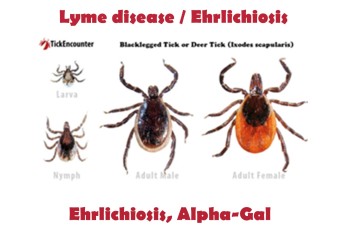 Itching to know: Public Health director shares what sucks about mosquitos, chiggers and ticks