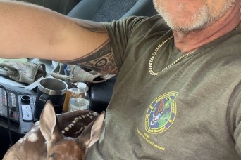 Drivers should watch for deer during fawning season