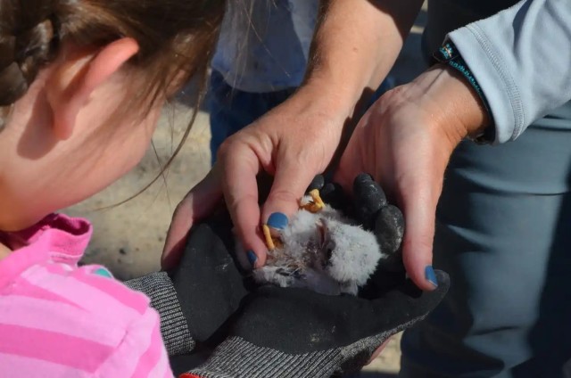 The smallest kestrel weighed this year, 95 grams, was held by a young attendee.