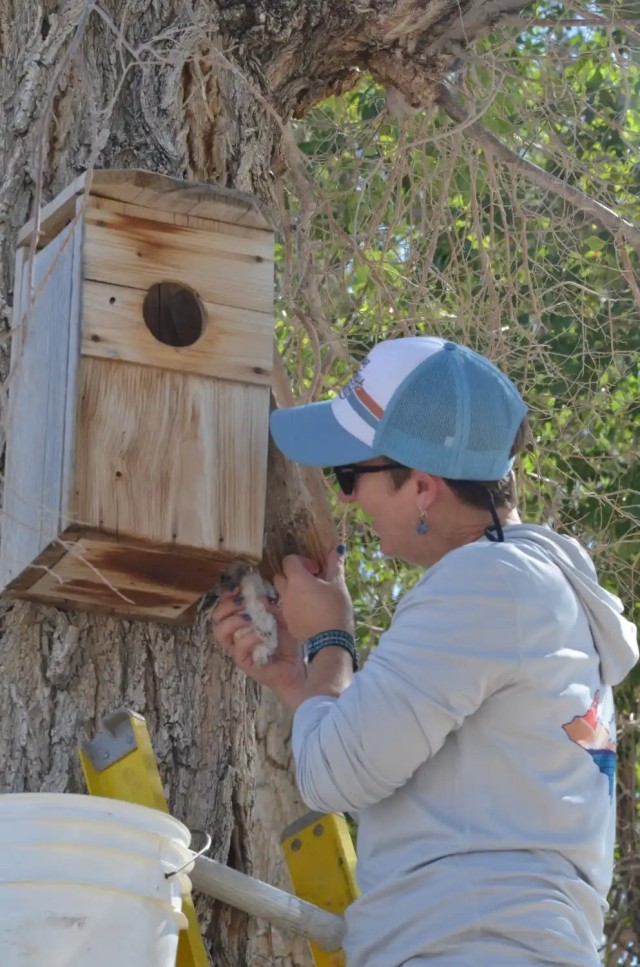 Keeli Marvel gently places the chicks back into their nest box