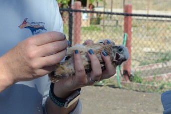 Tiny talons highlight wildlife conservation efforts