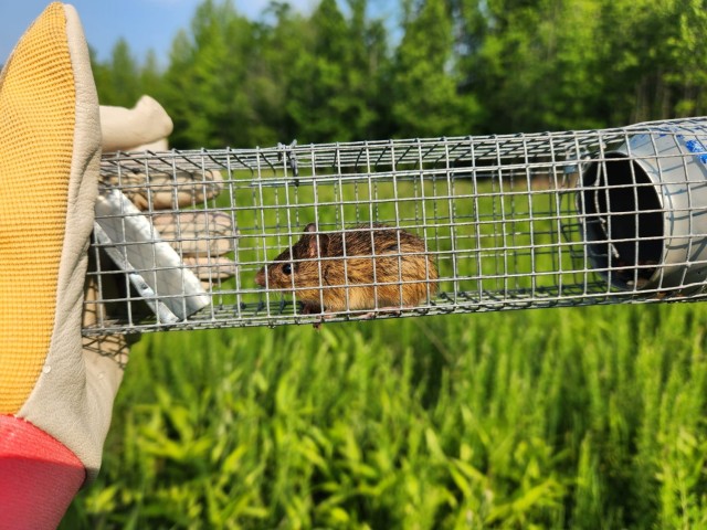 Babesiosis, Lyme Disease Emerging Co-Infection Threat from Deer Ticks in Maryland