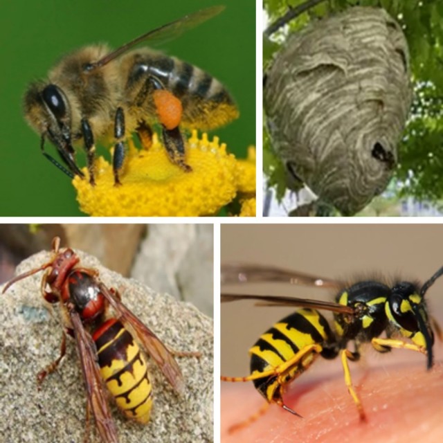 Collage of bee, wasp, hornet and hornet's nest.