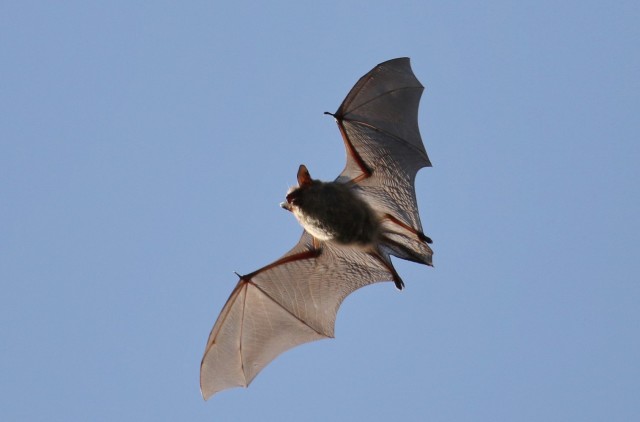 For our smallest German bat, the common pipistrelle (Die Zwergfledermaus), which weighs about 6 grams, this equals 1.5 grams of insects per night. For the record, a mosquito weighs about 0.00225 grams, which is equivalent to 667 mosquitoes per...