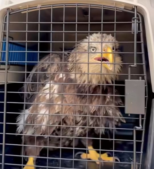A rehabilitated adolescent American bald eagle is ready to be released Aug. 7 on Fort Leonard Wood.