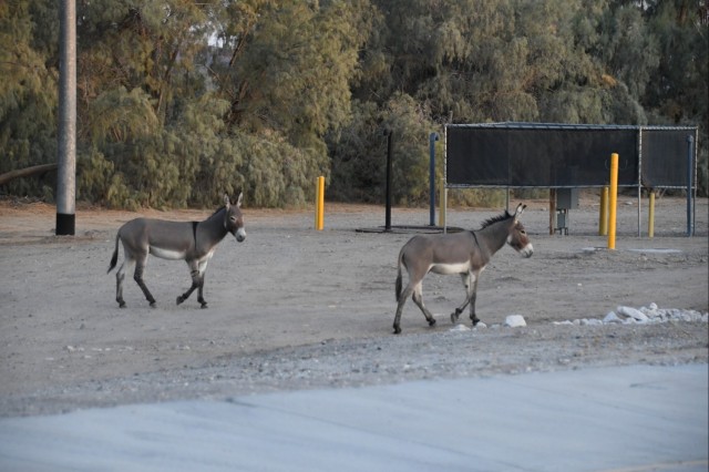 Among the multiple species found within U.S. Army Yuma Proving Ground’s over 1,300 square miles of range space are wild burros, well known to the personnel who spend their days on the range testing equipment for warfighters. Slow moving and with...
