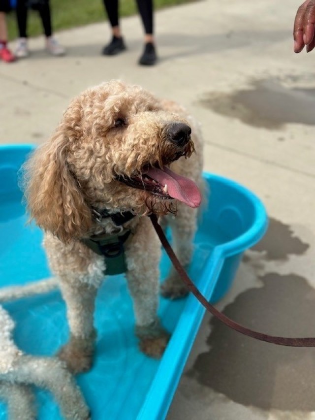 Doodles Bring Smiles and Connection to Fort Bragg Community