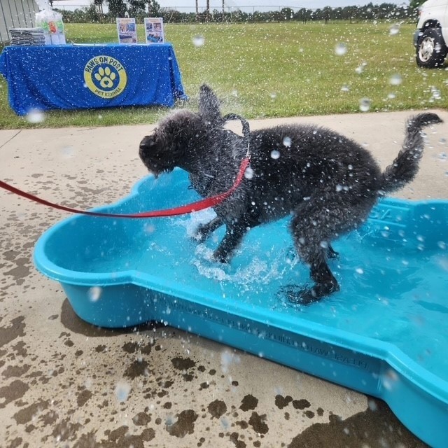 Doodles Bring Smiles and Connection to Fort Bragg Community