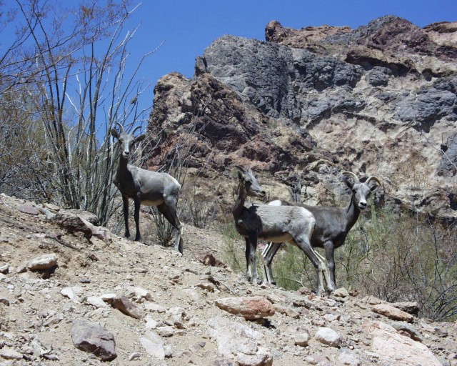U.S. Army Yuma Proving Ground&#39;s environmental stewardship efforts have earned plaudits from within the Army and from agencies like the Arizona Department of Game and Fish. Though located in one of the nation’s most extreme desert climates,...