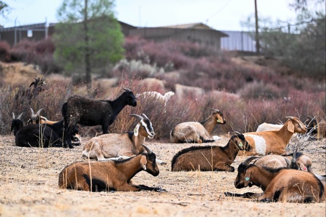 Fort Hunter Liggett maintains mission-ready training lands with Targeted Grazing