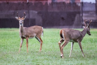 Hunt Control official asks community to report deer deaths due to rise in hemorrhagic disease