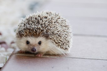 ANBSACH, Germany — Who doesn’t get excited when a hedgehog runs around in their garden making funny little noises? Especially when winter comes, many p...