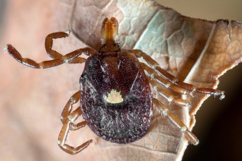 Lone Star threat: the tick that gives way more than it gets