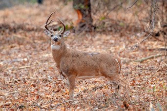 Fort Sill Habitat Restoration Cuts Wildfire Risk, Grows New Opportunities for Hunters