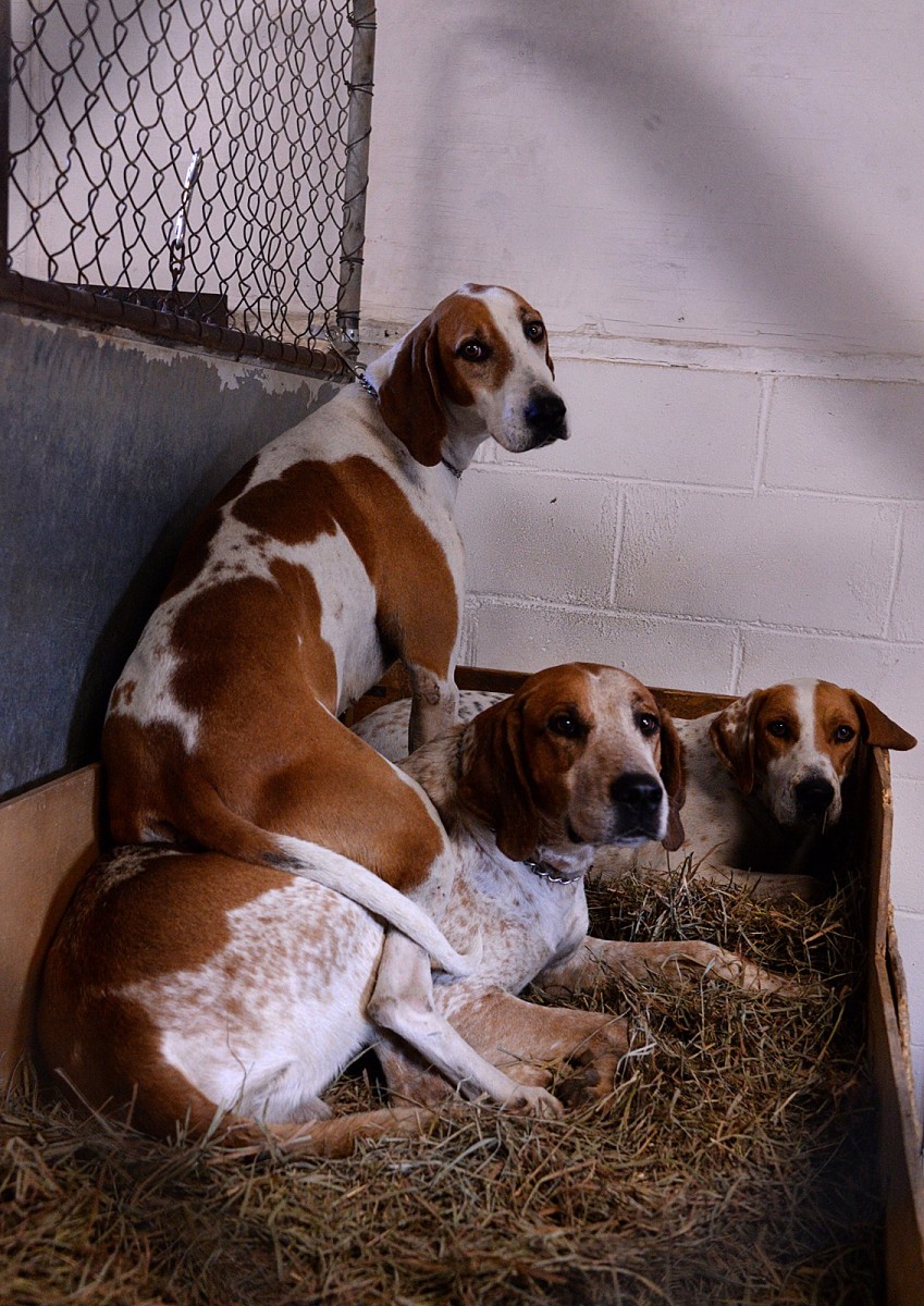Fort Leavenworth Hunt invites members, community to foxhound