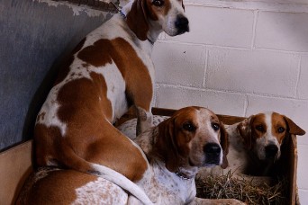 FORT LEAVENWORTH, Kansas — The Fort Leavenworth Hunt foxhounds were treated to a special day this holiday season, with extra treats and attention from F...