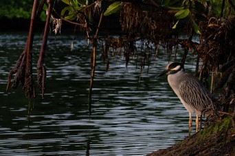 Restoring Biscayne’s Delicate Balance