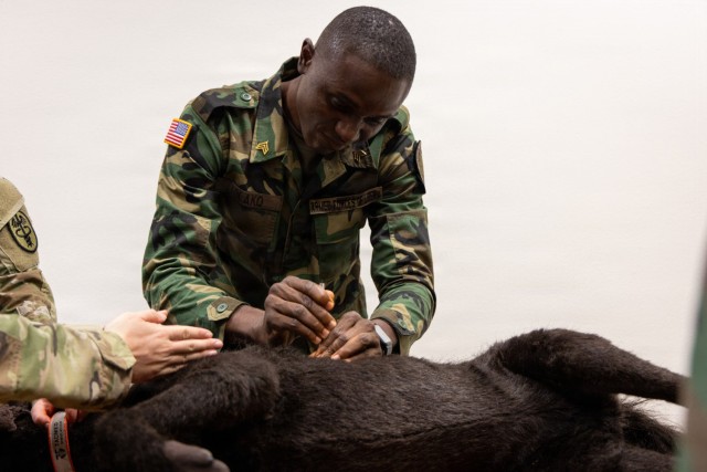 Sgt. Kollie Kolako, a member of the Armed Forces of Liberia, practices canine tactical combat casualty care during a simulated training led by the Vicenza Veterinary Treatment Facility and U.S. Army Southern European Task Force, Africa (SETAF-AF)...