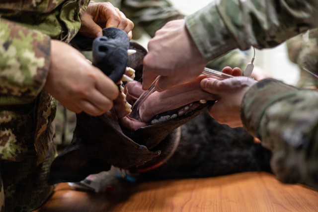 Medics assigned to the U.S. Army, Armed Forces of Liberia, Italian Armed Forces, and Ghana Armed Forces intubates a simulated canine during a canine tactical combat casualty care training led by the Vicenza Veterinary Treatment Facility and U.S....