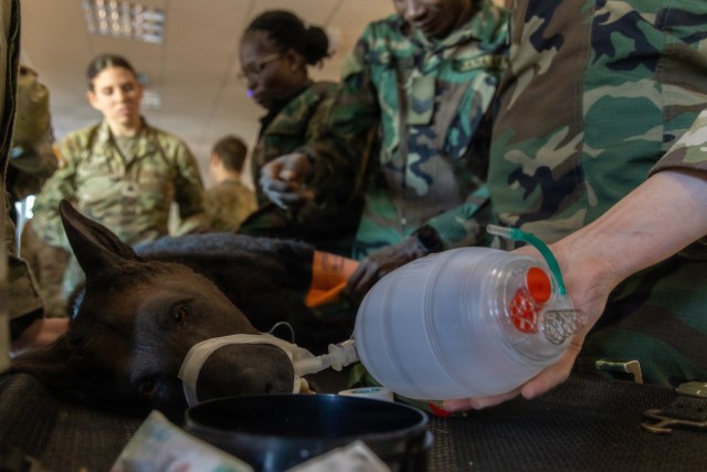 Members of the Ghana Armed Forces participate in a simulated canine tactical combat casualty care training led by the Vicenza Veterinary Treatment Facility and U.S. Army Southern European Task Force, Africa (SETAF-AF) at Caserma Del Din, Vicenza,...