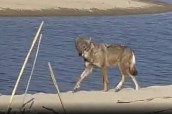 Wolf spotted at Darby Military Community