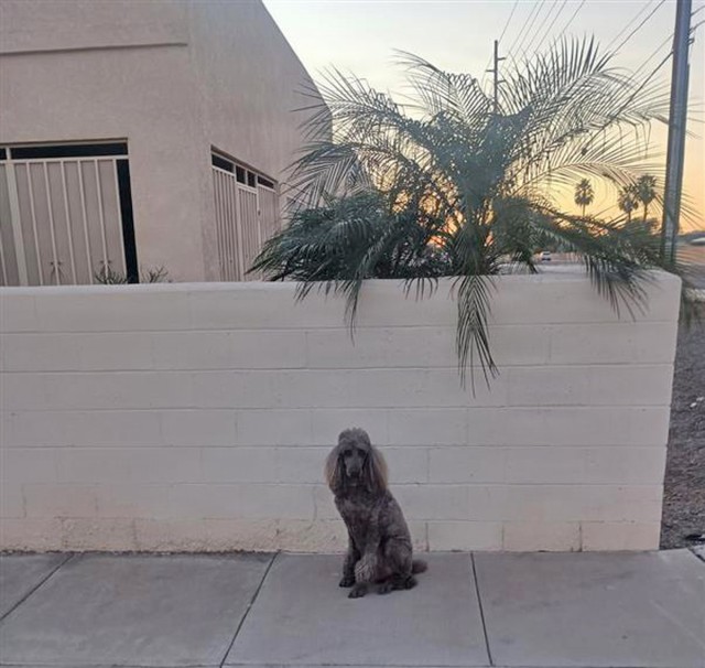 Mike Jonez, works as a Contracting Officer Representative for the Department of Public Works at U.S. Army Garrison Yuma Proving Ground. Before and after a long day of work, he takes his beloved standard poodle Eli out for a walk. On Feb. 2, Eli...