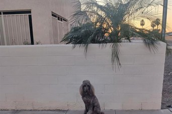 YPG employee and his dog, Eli, rescue fallen neighbor