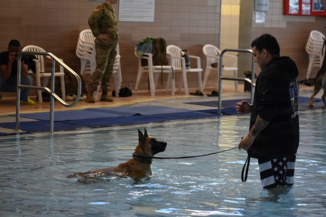 Military Working Dogs Take to the Water in Unique Training Event