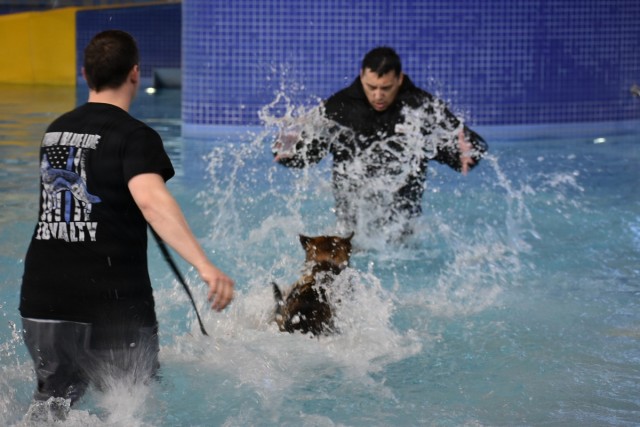 Military Working Dogs Take to the Water in Unique Training Event