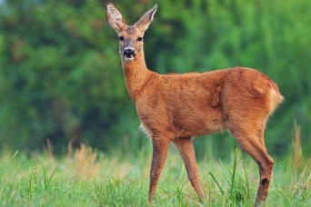 Fort Meade announces annual deer herd reduction measures