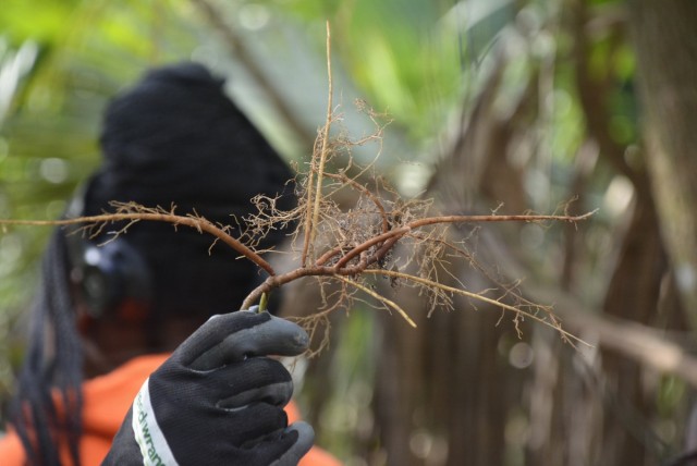 Wrangling Weeds one Invasive Plant at a time