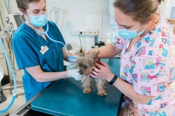 Public Health Command Europe Offers Guidance for PCSing with Pets