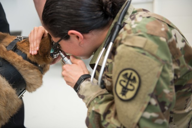 Military Working Dogs Physical Examination