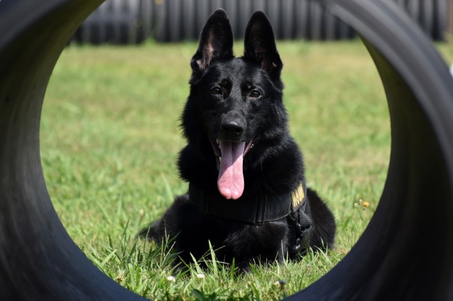 Military Working Dogs of the 901st Military Police Detachment