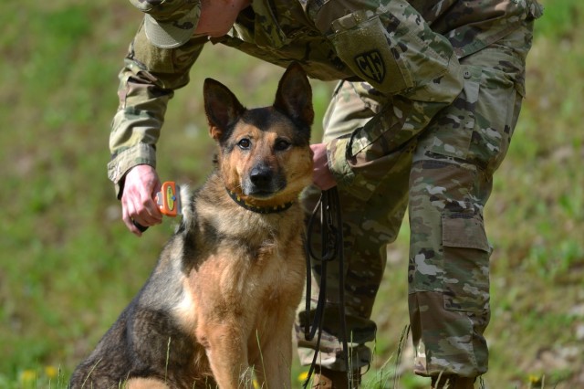 Military Working Dogs Train in Germany