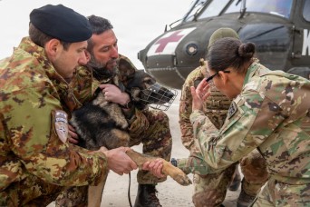 Multinational partners develop K-9 MEDEVAC procedures for working dogs across KFOR