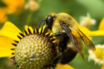 Pollinators play important role in nature and society